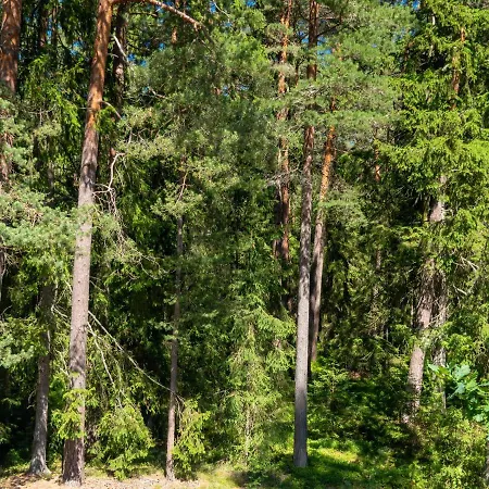 Nature * Võsu